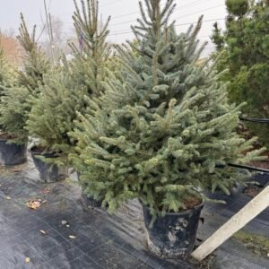 Сребрист смърч/ Picea pungens