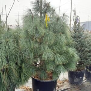 Веймутов бор/ Pinus Strobus