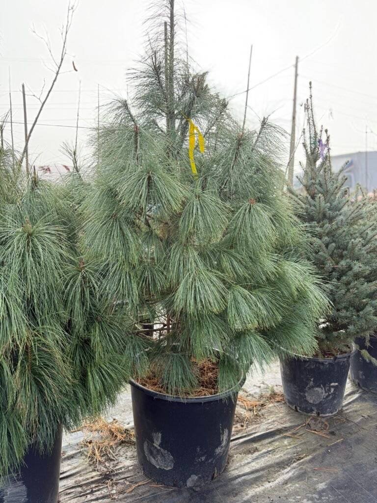 Веймутов бор/ Pinus Strobus