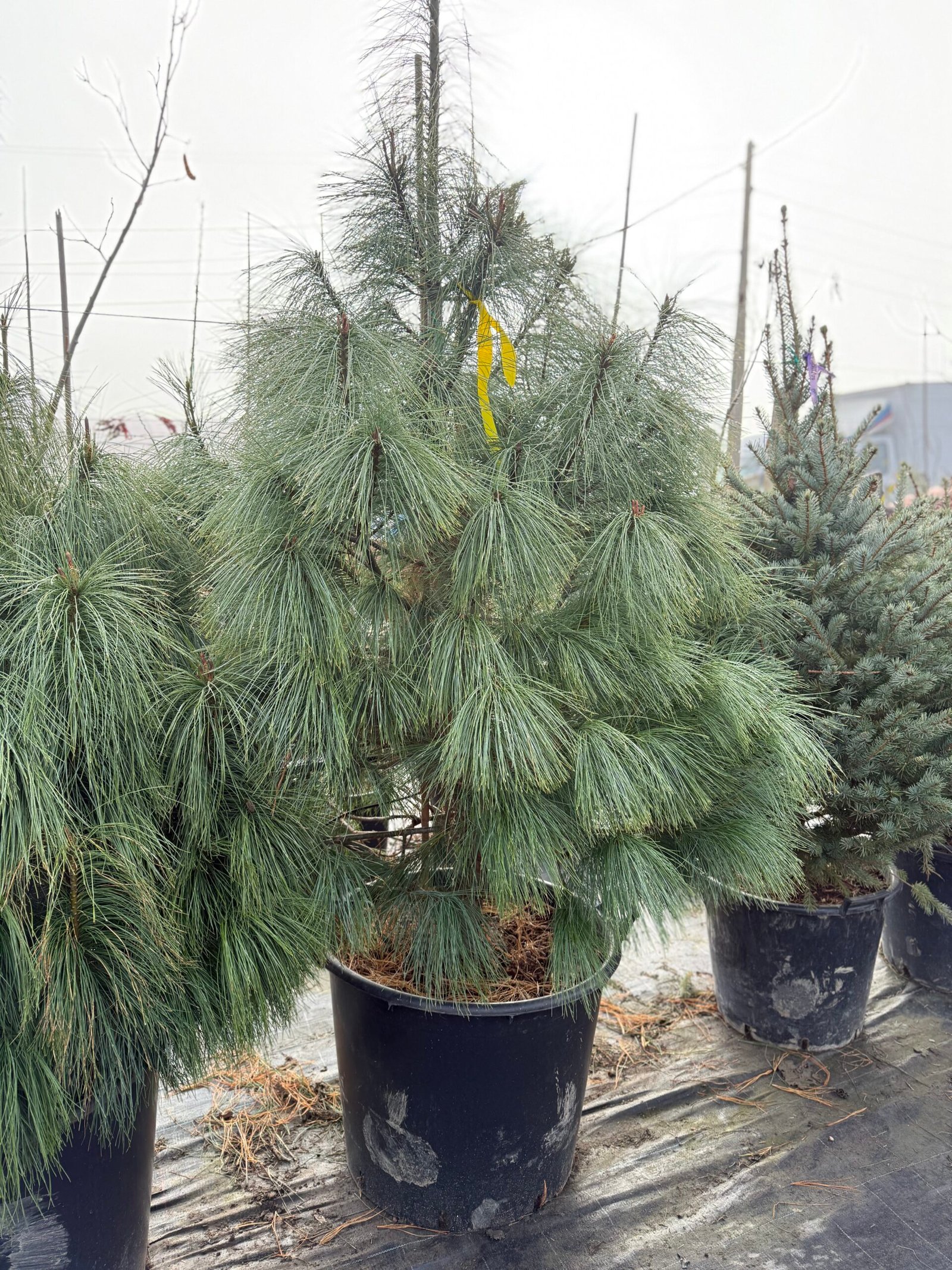 Веймутов бор/ Pinus Strobus