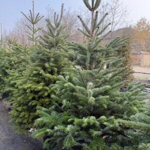 Кавказка Ела/ Abies nordmanniana 180 - 200см