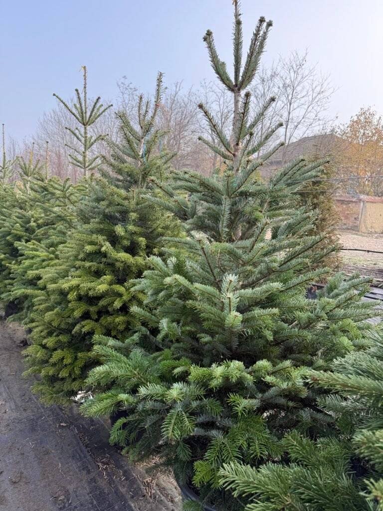 Кавказка Ела/ Abies nordmanniana 180 - 200см