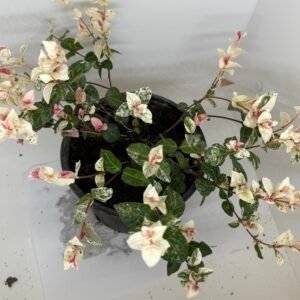 Trachelospermum jasminoides Tricolour / Пъстър звездовиден жасмин