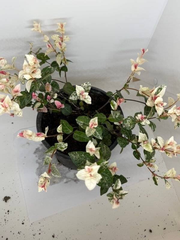 Trachelospermum jasminoides Tricolour / Пъстър звездовиден жасмин