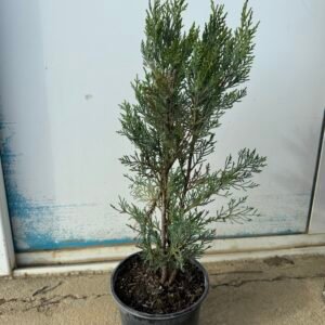 Кипарис Лейланди /Cupressus leylandii 50-70см.