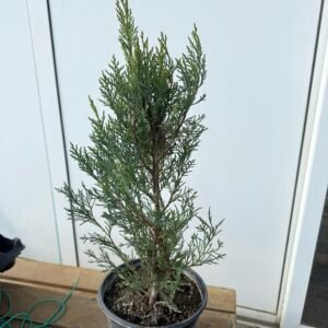 Кипарис Лейланди /Cupressus leylandii 40-60см.