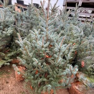 Сребрист смърч 120 -140см.