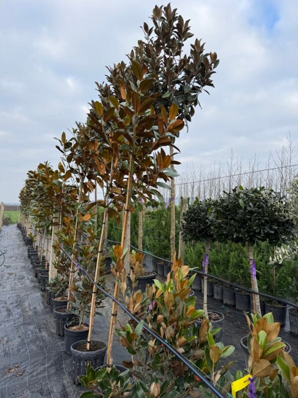 Вечнозелена магнолия дърво/ Magnolia Grandiflora 'Ferruginea'