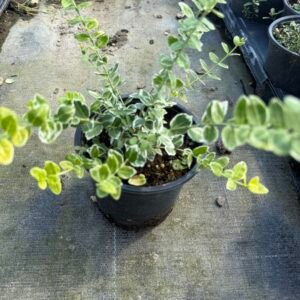 Радиканс зелено-бял/ Euonymus 'Emerald Gaiety'