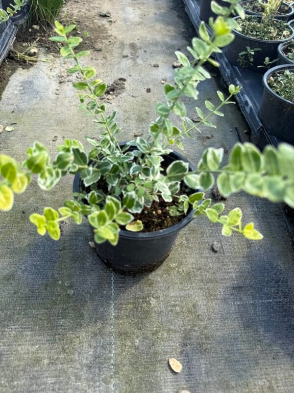 Радиканс зелено-бял/ Euonymus 'Emerald Gaiety'