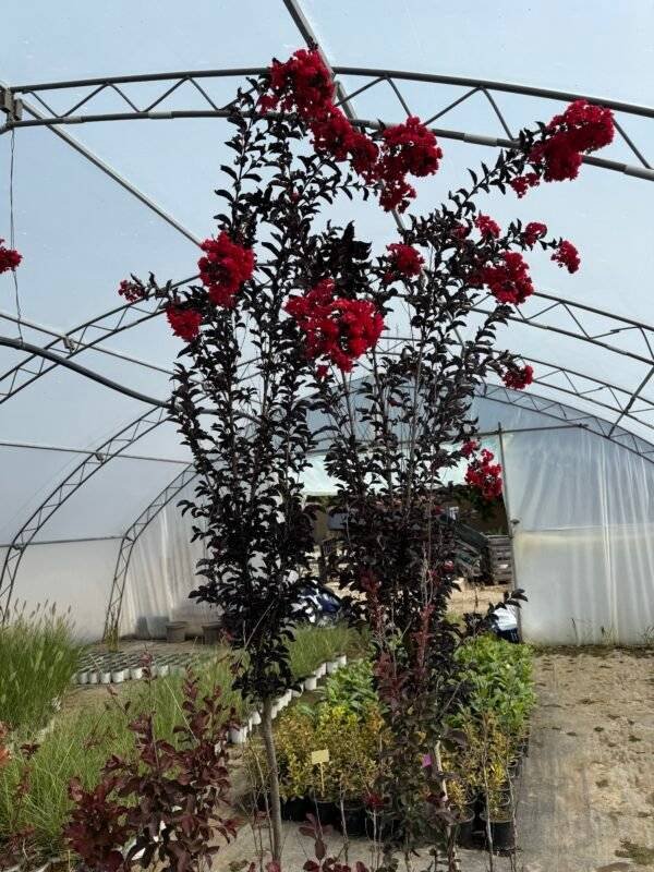 Индийски люляк дърво - червен/ Lagerstremia Indica Best Red - Image 3
