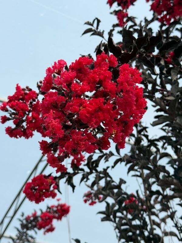 Индийски люляк дърво - червен/ Lagerstremia Indica Best Red - Image 2