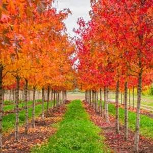 Ликвидамбър/Амброво дърво / Liquidambar styraciflua