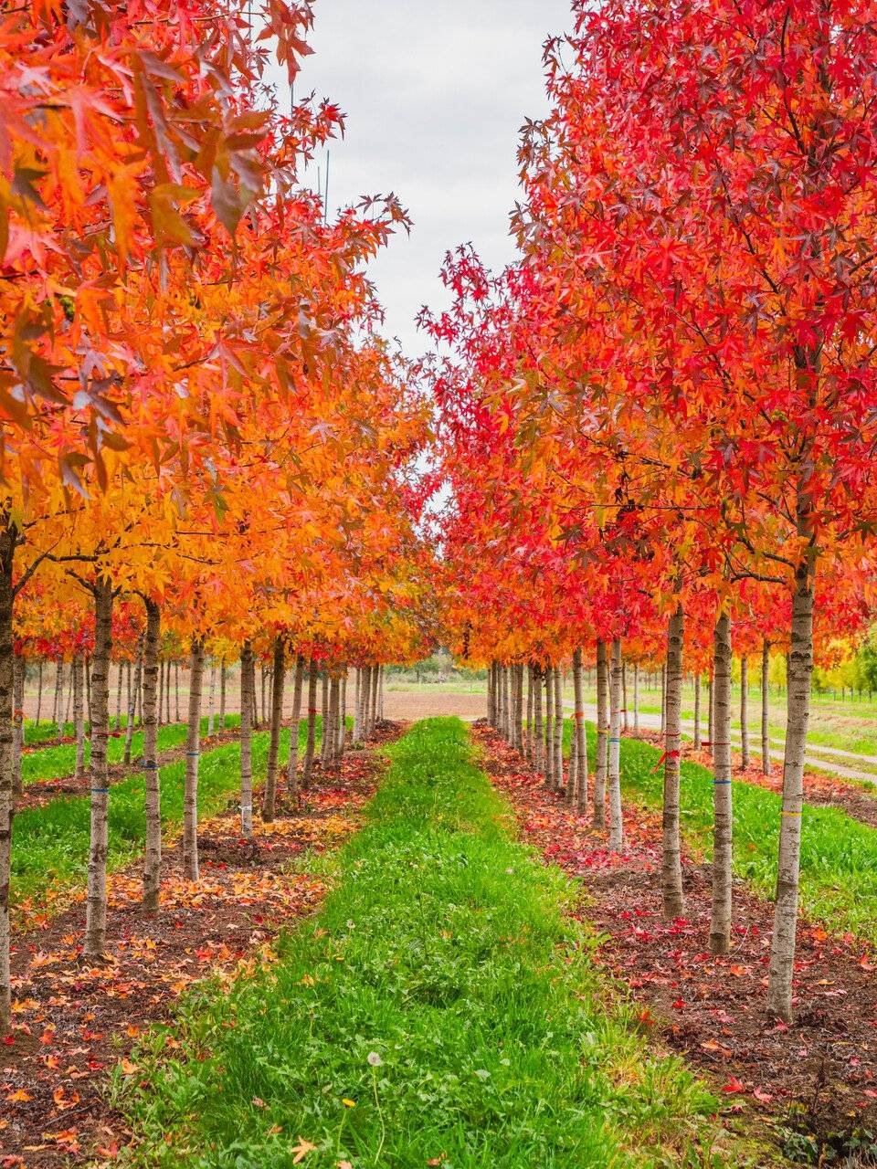 Ликвидамбър/Амброво дърво / Liquidambar styraciflua