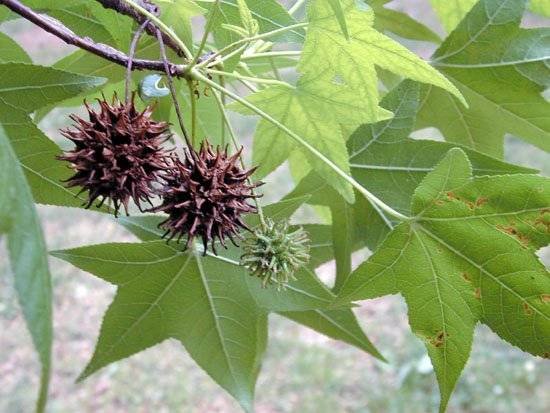 Ликвидамбър/Амброво дърво / Liquidambar styraciflua - Image 2