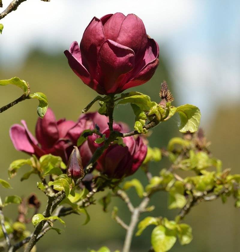 Червена магнолия/ Magnolia Red as Red - Image 2