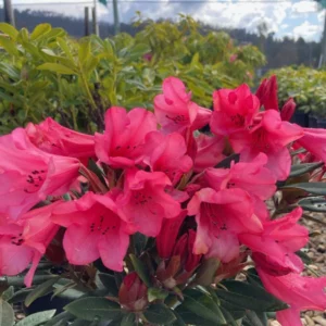 Рододендрон„Winsome“/ Rhododendron Dwarf Winsome