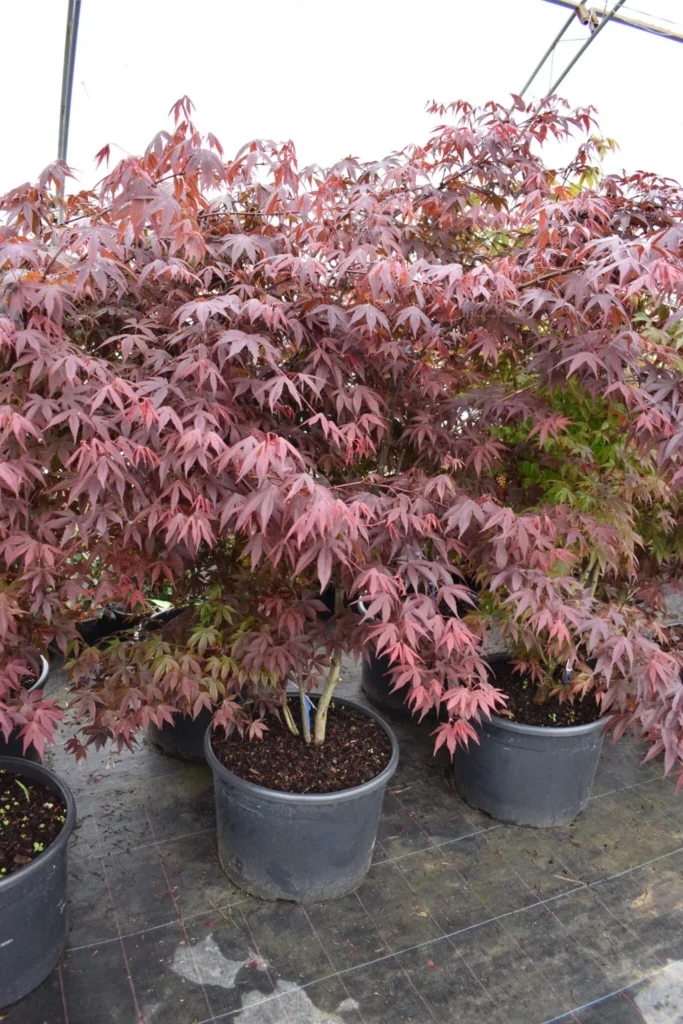 Японски клен червенолистен/ Acer pal. ‘Atropurpureum