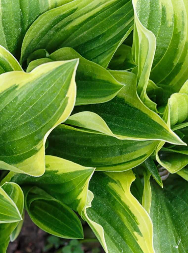 yellow-and-green-variegated-hosta-in-spring-shady-garden-e1653295454250.jpg
