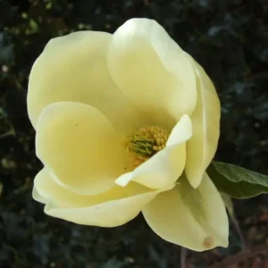 Магнолия Жълта 1м./ Magnolia 'Yellow Lantern'