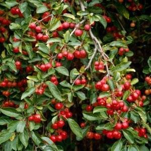 Декоративна ябълка / Malus 'Red Sentinel’