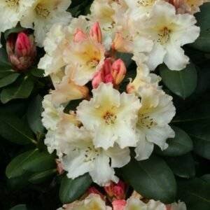 Рододендрон кремаво-жълт / Rhododendron Horizon Monarch