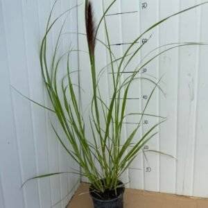 Пенисетум / Pennisetum 'Black Beauty'