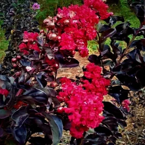 Червенолистен индийски люляк/ Lagerstroemia indica Black Diamond  'Red Hot'