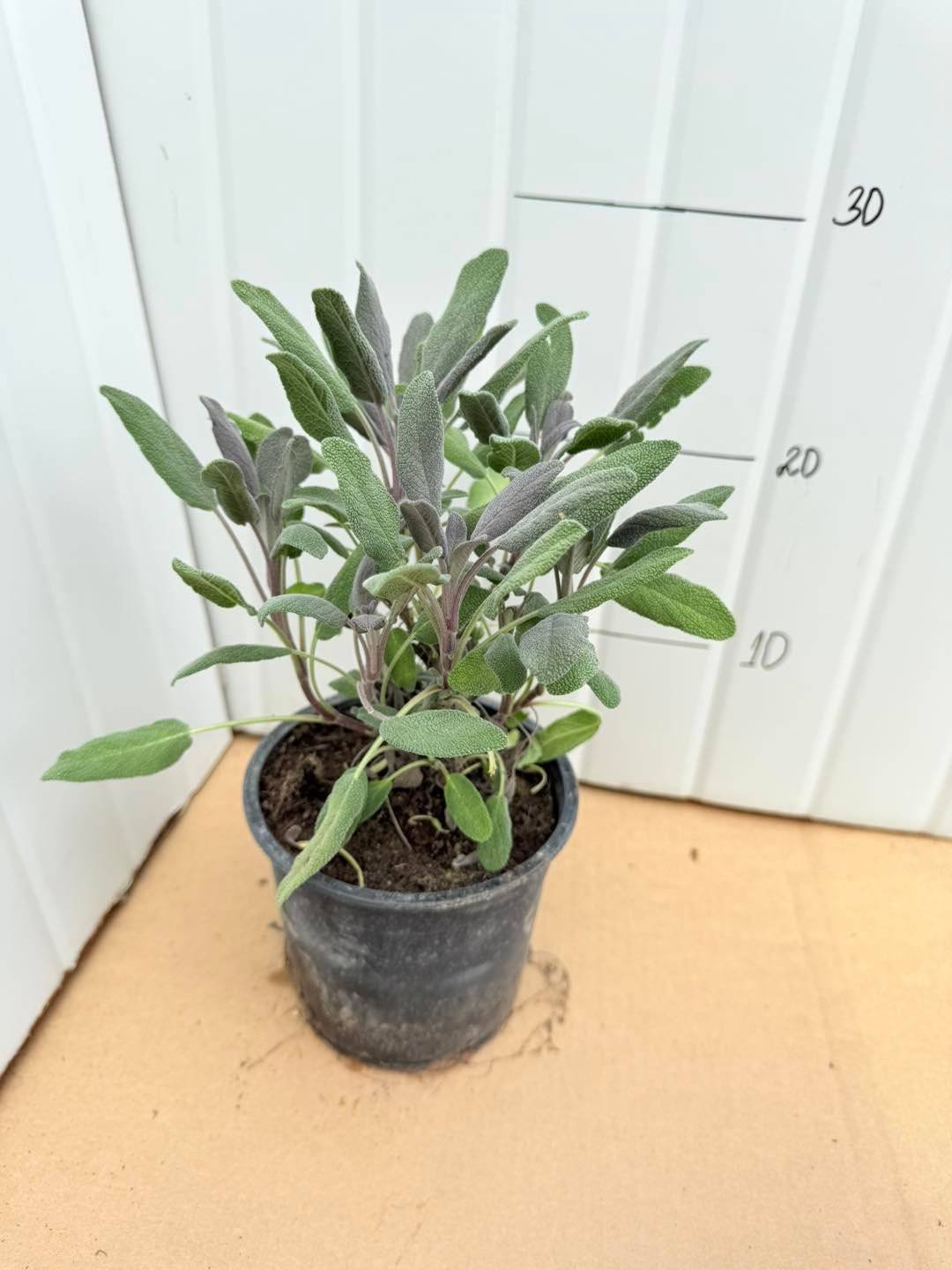 Салвия лилава/ Salvia officinalis Purpurescens