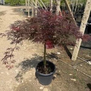 Японски клен/ Acer palm. Dissectum Garnet/ 80-100см.
