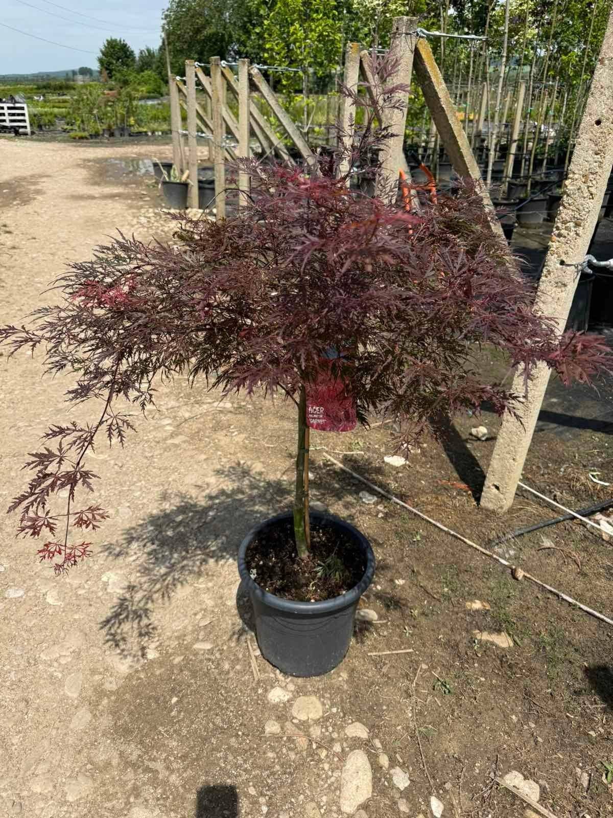 Японски клен/ Acer palm. Dissectum Garnet/ 80-100см.